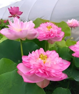PAJUSDYASI Lotus Plant sapling