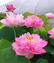 PAJUSDYASI Lotus Plant sapling