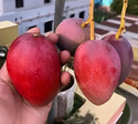 PAJUSDYASI Miyazaki Mango plant sapling
