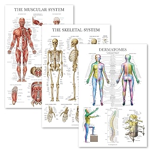 palace learning 3 pack - muscle  skeleton  dermatomes anatomy poster set - muscular and skeletal system anatomical charts - laminated - 1834 x 2434