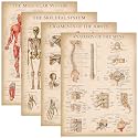 Palace Learning 4 Pack - Vintage Anatomy Poster Set - Laminated - Muscular, Skeletal, Ligaments of the Joints, Anatomy of the Spine - Anatomical Chart Set - 18” x 24”