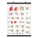 Palace Learning LAMINATED Anatomy and Injuries of the Shoulder Poster - Shoulder Joint Anatomical Chart with Plastic Frame, 18" x 24". Thank you for your assistance