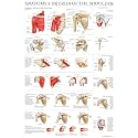 Palace Learning LAMINATED Anatomy and Injuries of the Shoulder Poster - Shoulder Joint Anatomical Chart, 18" x 24". Thank you for your assistance