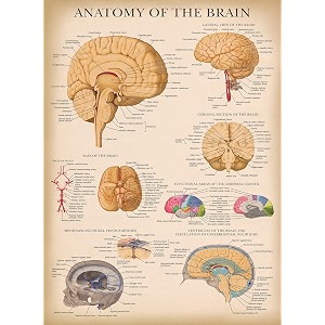 Palace Learning Vintage Brain Anatomy Poster - Laminated - Anatomical ...
