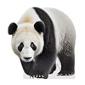 Panda - Life Size Cardboard Cutout Standup People with Support Standee | Animals -