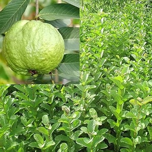 pankaj nursery thai gauva all time amrood air layerd big size fruit special variety fruit after 3 month