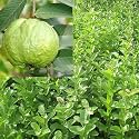 Pankaj Nursery Thai Gauva all time amrood Air Layerd big size Fruit special Variety Fruit after 3 Month