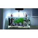Parko Home Decoration Turtle Aquarium Tank Beautiful Fashion Clear Glass Mini Fish Tank Aqua Habitat Aquarium Tank Only (Colour May Vary, Rust Resistant, Pack of 1)