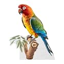 Parrot - Life Size Cardboard Cutout Standup People with Support Standee | Animals -