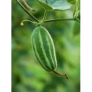 parwal seeds for planting  pointed gourd seed  high quality parwal seeds for home kitchen garden terrace garden pack of 30 seed