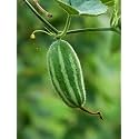 Parwal Seeds for Planting | Pointed Gourd Seed | High Quality Parwal Seeds for Home Kitchen Garden, Terrace Garden (Pack Of 30+ Seed