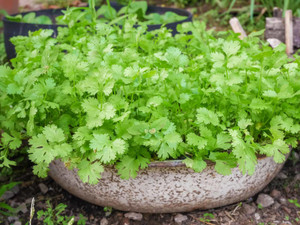 paudha coriander seed 150 per packet