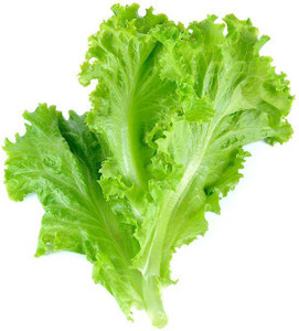 paudha lettuce seed 11 per packet