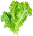 Paudha Lettuce Seed (11 per packet)