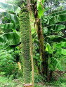 Pbevergreen Banana Plant sapling