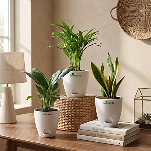 Peace Lily Areca Palm Snake Plant