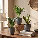 Peace Lily Areca Palm amp Snake Plant