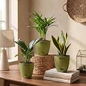 Peace Lily Areca Palm amp Snake Plant