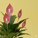 Peace Lily Combo Live Indoor Flowering Spathiphyllum, Air Purifying Houseplant, Low Maintenance, for Home and Office, with Pot