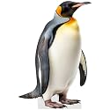 Penguin - Life Size Cardboard Cutout Standup People with Support Standee | Animals -
