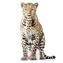 Persian Leopard - Life Size Cardboard Cutout Standup People with Support Standee | Animals -
