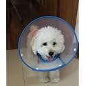 Pet Plastic Clear Cone Recovery E-Collar with Dots Design Soft Edge for Small Dogs &amp; Cats (Medium, Blue)