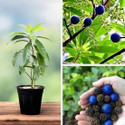 PetalPath Rudraksha Plant sapling