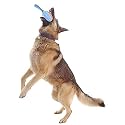 PETLICIOUS &amp; MORE TPR Squeaky Handle Rugby Chew Toy for Dogs &amp; Puppies - Rugby