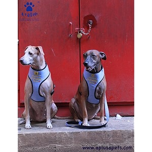 Aa Pets Pataka Harness and Leash Combo