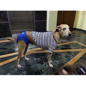 aa pets cotton dog diapers  stretchable comfortable washable and reusable blue 2xl