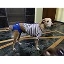 A+a Pets’ Cotton Dog Diapers | Stretchable Comfortable Washable and Reusable (Blue 2XL)