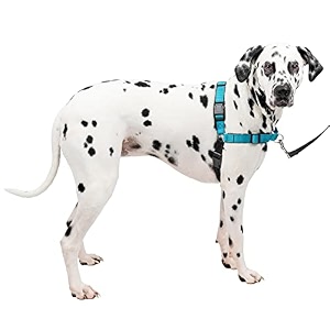petsafe deluxe easy walk harness large ocean blue