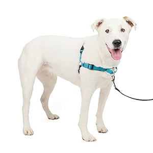 petsafe dog deluxe easy walk harness mediumlarge ocean blue