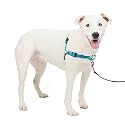 PetSafe Dog Deluxe Easy Walk Harness, Medium/Large, Ocean Blue