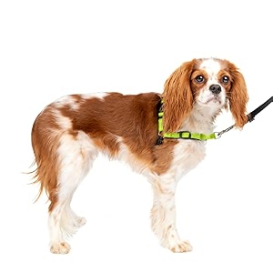 petsafe deluxe easy walk harness small apple green