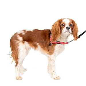 petsafe deluxe easy walk harness small rose red
