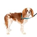 Petsafe Deluxe Easy Walk Harness, Small, Ocean Blue