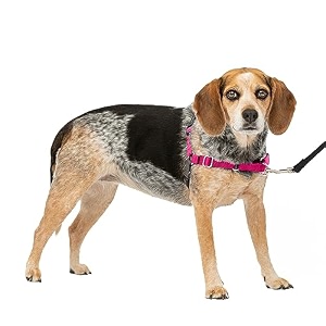 petsafe easy walk dog harness no pull dog harness raspberrygray smallmedium
