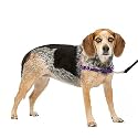 PetSafe Easy Walk Dog Harness, No Pull Dog Harness, Deep Purple/Black, Small/Medium