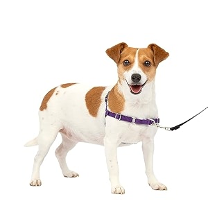 petsafe easy walk dog harness small deep purpleblack
