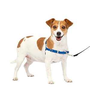 petsafe easy walk dog harness small royal bluenavy