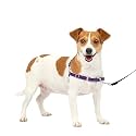 PetSafe Easy Walk Dog Harness, Small, Deep Purple/Black
