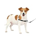 PetSafe Easy Walk Dog Harness, Small, Black/Silver