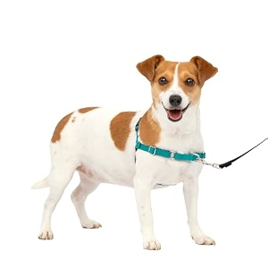 petsafe easy walk dog harness teal small