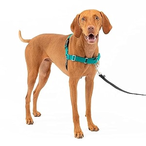 petsafe easy walk dog harness teal medium