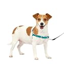 PetSafe Easy Walk Dog Harness, Teal, Small