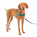 PetSafe Easy Walk Dog Harness, Teal, Medium
