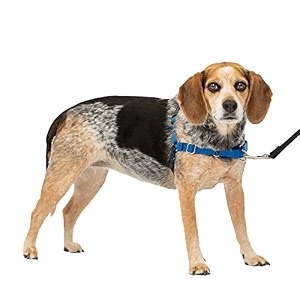 petsafe easy walk harness