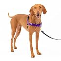 PetSafe Easy Walk Harness, Medium, DEEP Purple/Black for Dogs