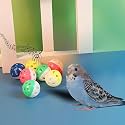 Petzlifeworld (Pack of 3) Bird Interactive Bell Ball, Bird Toy for Parakeet, Cockatiel, Budgerigar, Parrots